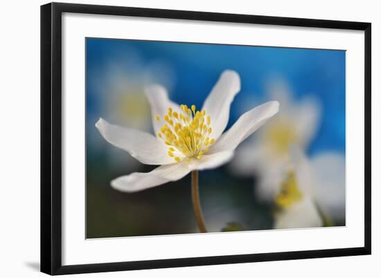 Blue Sky-Heidi Westum-Framed Photographic Print