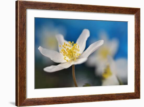 Blue Sky-Heidi Westum-Framed Photographic Print