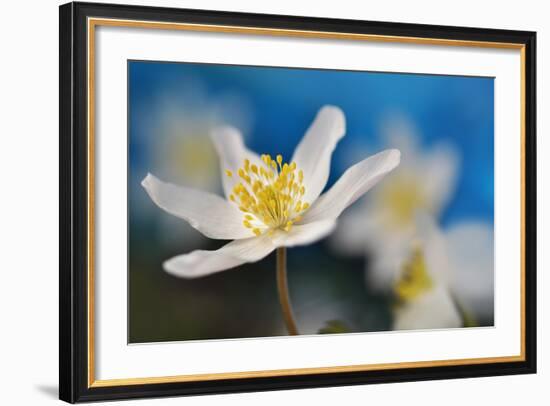 Blue Sky-Heidi Westum-Framed Photographic Print