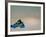 Blue Snorkeling Gear, Renaissance Island, Aruba, Caribbean-Lisa S. Engelbrecht-Framed Photographic Print