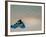 Blue Snorkeling Gear, Renaissance Island, Aruba, Caribbean-Lisa S. Engelbrecht-Framed Photographic Print