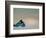 Blue Snorkeling Gear, Renaissance Island, Aruba, Caribbean-Lisa S. Engelbrecht-Framed Photographic Print