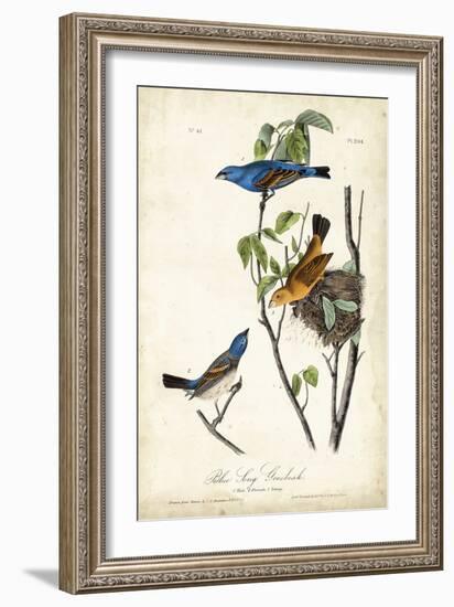 Blue Song Grosbeak-John James Audubon-Framed Art Print