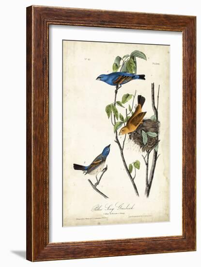 Blue Song Grosbeak-John James Audubon-Framed Art Print