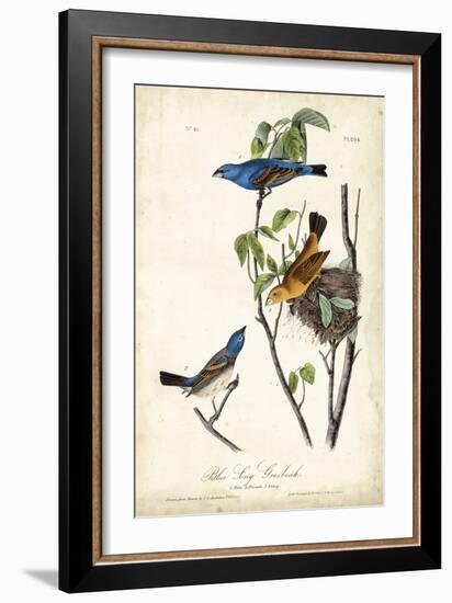 Blue Song Grosbeak-John James Audubon-Framed Art Print