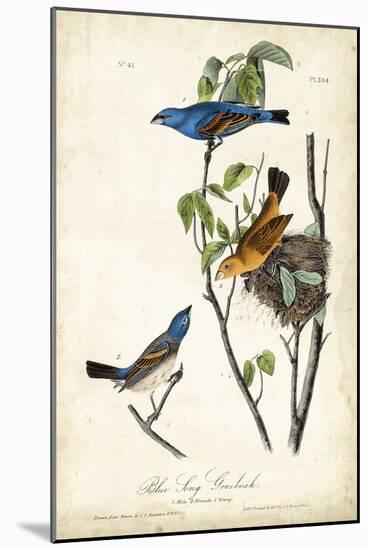 Blue Song Grosbeak-John James Audubon-Mounted Art Print