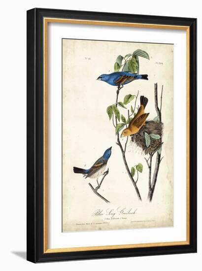 Blue Song Grosbeak-John James Audubon-Framed Art Print