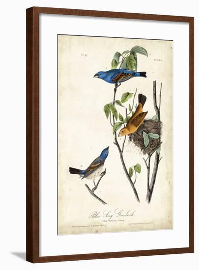 Blue Song Grosbeak-John James Audubon-Framed Art Print