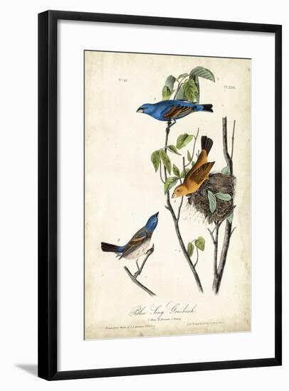 Blue Song Grosbeak-John James Audubon-Framed Art Print