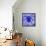 Blue Spider-Teofilo Olivieri-Framed Premier Image Canvas displayed on a wall