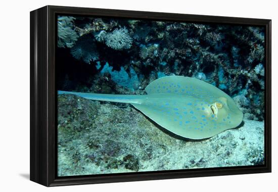 Blue-Spotted Ribbontail Ray (Taeniura Lymma), Red Sea.-Reinhard Dirscherl-Framed Premier Image Canvas