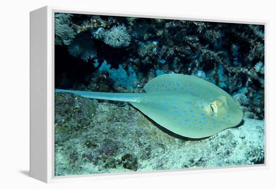 Blue-Spotted Ribbontail Ray (Taeniura Lymma), Red Sea.-Reinhard Dirscherl-Framed Premier Image Canvas