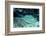 Blue-Spotted Ribbontail Ray (Taeniura Lymma), Red Sea.-Reinhard Dirscherl-Framed Photographic Print
