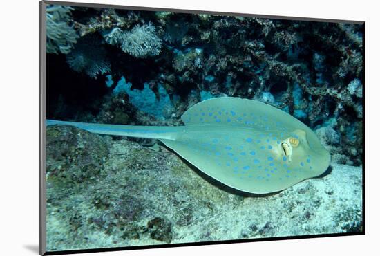 Blue-Spotted Ribbontail Ray (Taeniura Lymma), Red Sea.-Reinhard Dirscherl-Mounted Photographic Print