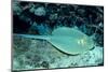 Blue-Spotted Ribbontail Ray (Taeniura Lymma), Red Sea.-Reinhard Dirscherl-Mounted Photographic Print