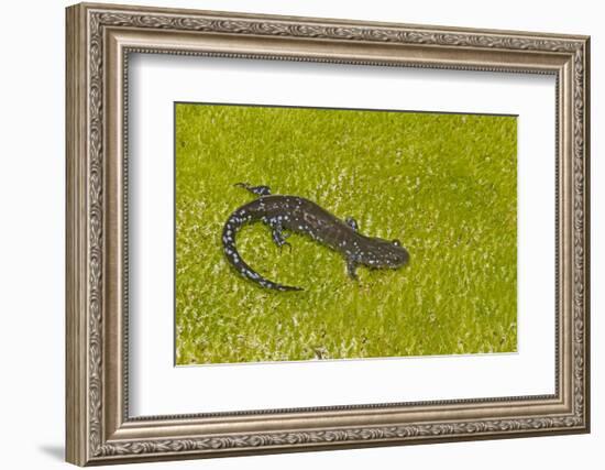 Blue spotted salamander (Ambystoma laterale) on moss, Michigan, USA-Barry Mansell-Framed Photographic Print