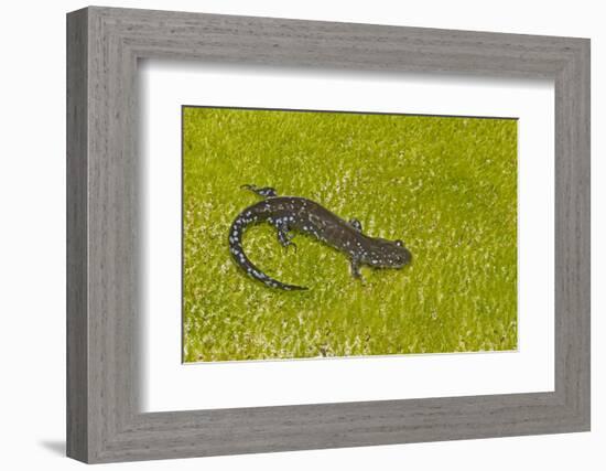 Blue spotted salamander (Ambystoma laterale) on moss, Michigan, USA-Barry Mansell-Framed Photographic Print