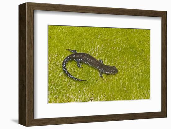 Blue spotted salamander (Ambystoma laterale) on moss, Michigan, USA-Barry Mansell-Framed Photographic Print