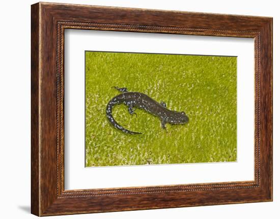 Blue spotted salamander (Ambystoma laterale) on moss, Michigan, USA-Barry Mansell-Framed Photographic Print