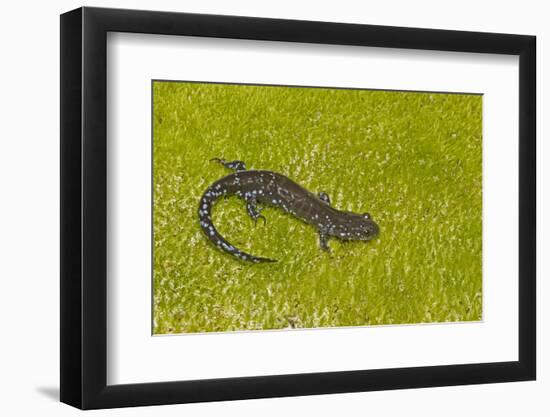 Blue spotted salamander (Ambystoma laterale) on moss, Michigan, USA-Barry Mansell-Framed Photographic Print