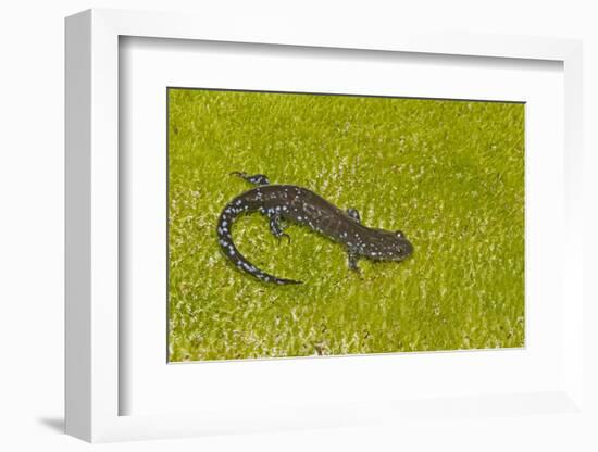 Blue spotted salamander (Ambystoma laterale) on moss, Michigan, USA-Barry Mansell-Framed Photographic Print