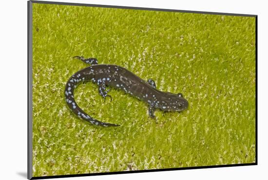 Blue spotted salamander (Ambystoma laterale) on moss, Michigan, USA-Barry Mansell-Mounted Photographic Print