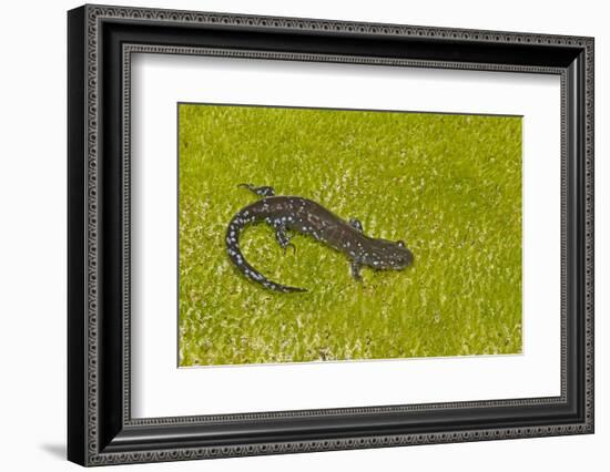Blue spotted salamander (Ambystoma laterale) on moss, Michigan, USA-Barry Mansell-Framed Photographic Print