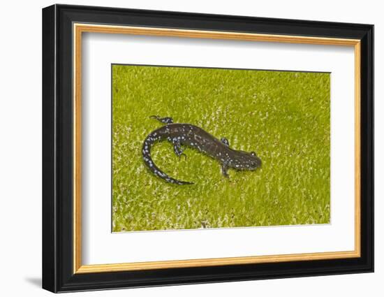 Blue spotted salamander (Ambystoma laterale) on moss, Michigan, USA-Barry Mansell-Framed Photographic Print