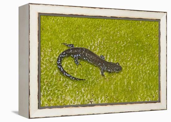 Blue spotted salamander (Ambystoma laterale) on moss, Michigan, USA-Barry Mansell-Framed Premier Image Canvas