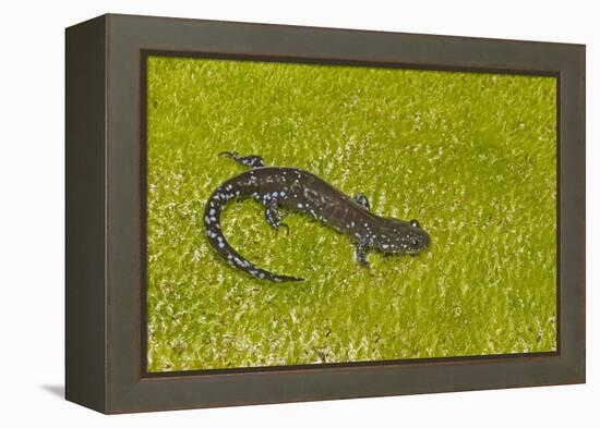 Blue spotted salamander (Ambystoma laterale) on moss, Michigan, USA-Barry Mansell-Framed Premier Image Canvas