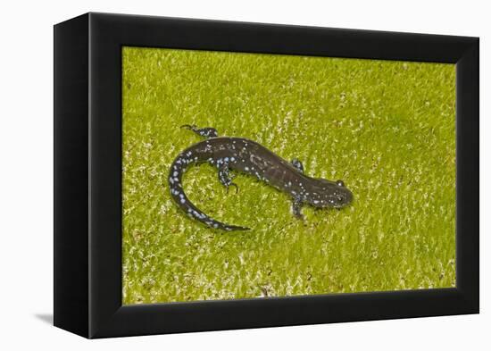 Blue spotted salamander (Ambystoma laterale) on moss, Michigan, USA-Barry Mansell-Framed Premier Image Canvas