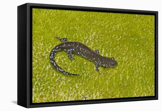 Blue spotted salamander (Ambystoma laterale) on moss, Michigan, USA-Barry Mansell-Framed Premier Image Canvas