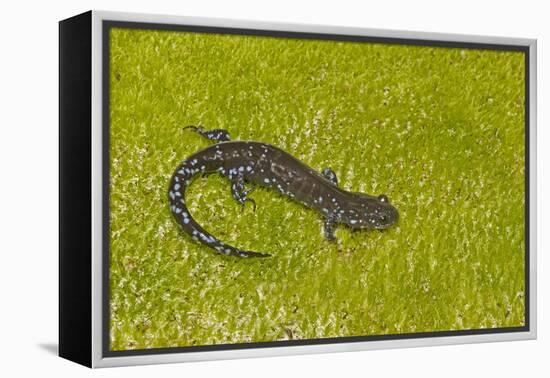 Blue spotted salamander (Ambystoma laterale) on moss, Michigan, USA-Barry Mansell-Framed Premier Image Canvas