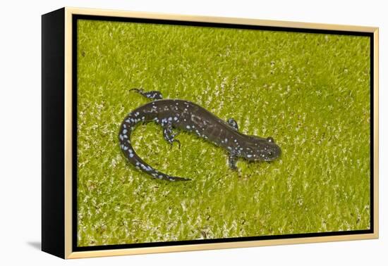 Blue spotted salamander (Ambystoma laterale) on moss, Michigan, USA-Barry Mansell-Framed Premier Image Canvas