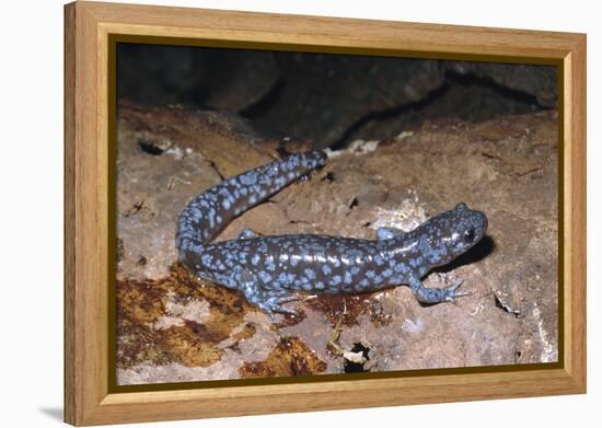 Blue spotted salamander juvenile (Ambystoma laterale) Maryland, USA-Doug Wechsler-Framed Premier Image Canvas