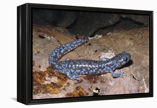 Blue spotted salamander juvenile (Ambystoma laterale) Maryland, USA-Doug Wechsler-Framed Premier Image Canvas