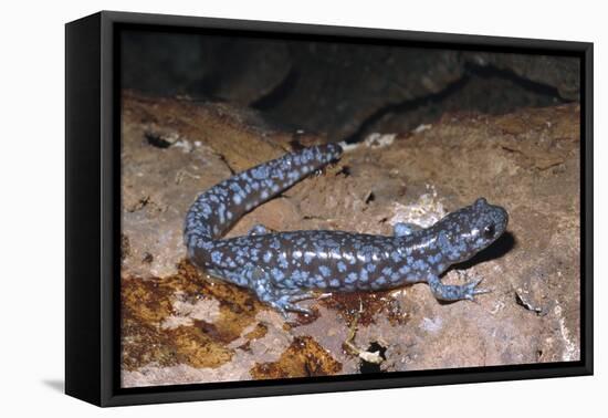 Blue spotted salamander juvenile (Ambystoma laterale) Maryland, USA-Doug Wechsler-Framed Premier Image Canvas