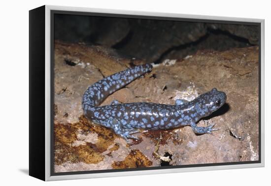 Blue spotted salamander juvenile (Ambystoma laterale) Maryland, USA-Doug Wechsler-Framed Premier Image Canvas