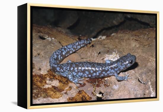 Blue spotted salamander juvenile (Ambystoma laterale) Maryland, USA-Doug Wechsler-Framed Premier Image Canvas