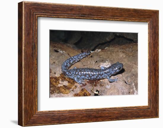 Blue spotted salamander juvenile (Ambystoma laterale) Maryland, USA-Doug Wechsler-Framed Photographic Print