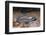 Blue spotted salamander juvenile (Ambystoma laterale) Maryland, USA-Doug Wechsler-Framed Photographic Print