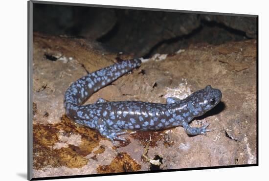 Blue spotted salamander juvenile (Ambystoma laterale) Maryland, USA-Doug Wechsler-Mounted Photographic Print