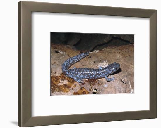 Blue spotted salamander juvenile (Ambystoma laterale) Maryland, USA-Doug Wechsler-Framed Photographic Print