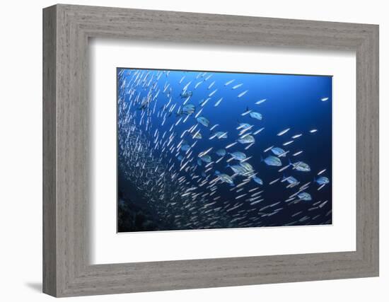 Blue spotted trevally hunting small fish in the reef, South Ari Atoll, Maldives, Indian Ocean.-Jordi Chias-Framed Photographic Print