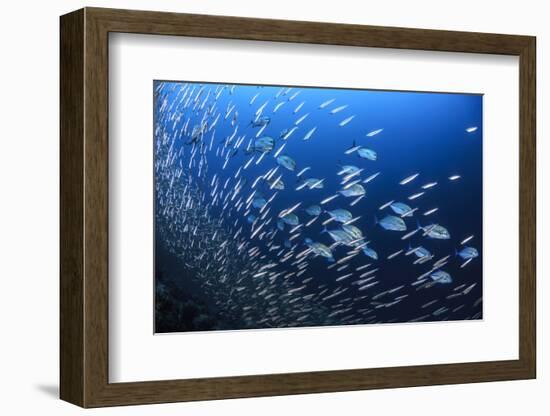 Blue spotted trevally hunting small fish in the reef, South Ari Atoll, Maldives, Indian Ocean.-Jordi Chias-Framed Photographic Print