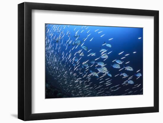 Blue spotted trevally hunting small fish in the reef, South Ari Atoll, Maldives, Indian Ocean.-Jordi Chias-Framed Photographic Print