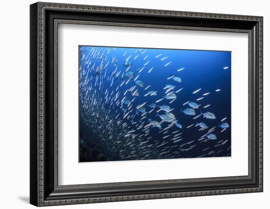 Blue spotted trevally hunting small fish in the reef, South Ari Atoll, Maldives, Indian Ocean.-Jordi Chias-Framed Photographic Print