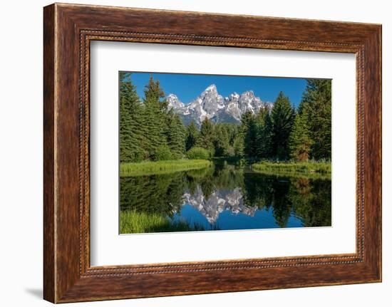 Blue spruce trees and the Grand Tetons, Schwabacher Landing, Grand Teton National Park, Wyoming-Roddy Scheer-Framed Photographic Print