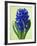 Blue Star hyacinth-Clive Nichols-Framed Photographic Print