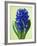 Blue Star hyacinth-Clive Nichols-Framed Photographic Print